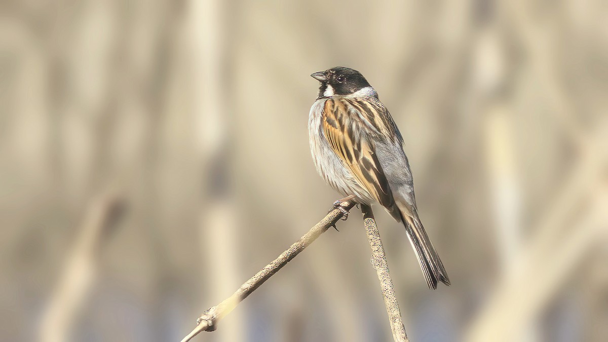 Reed Bunting - ML436979541