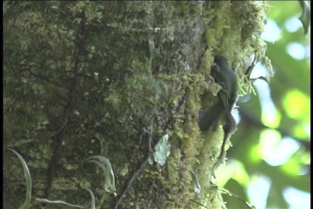 Spectacled Tyrannulet - ML436980