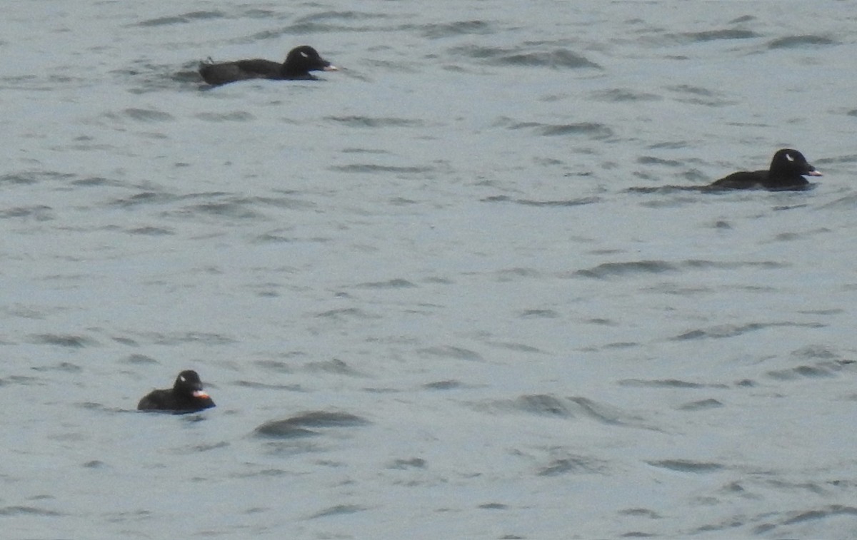 White-winged Scoter - ML436981481