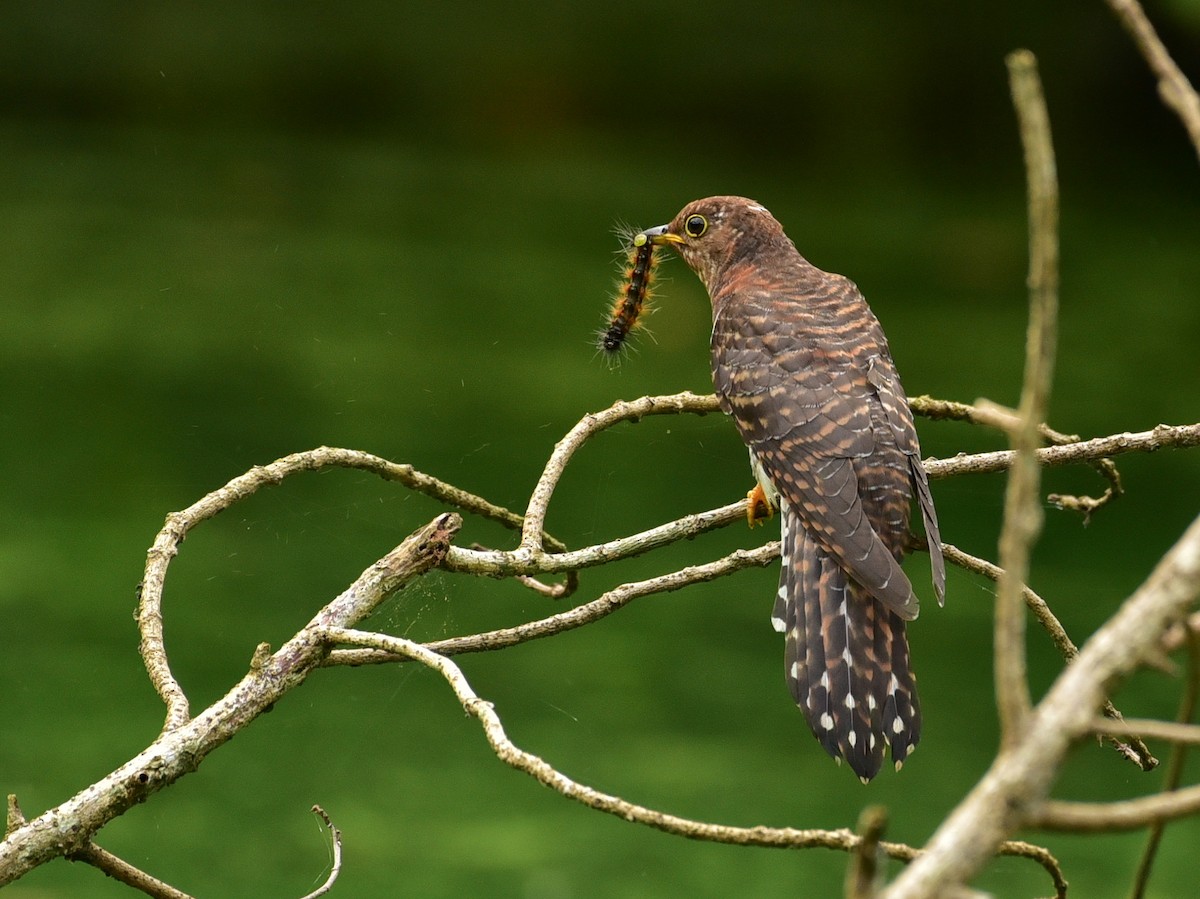 Lesser Cuckoo - Jamaludheen Karivelil