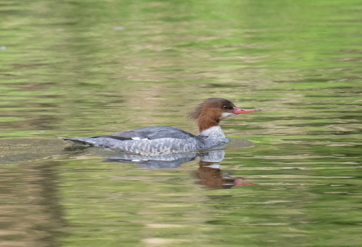 Büyük Tarakdiş - ML436982291