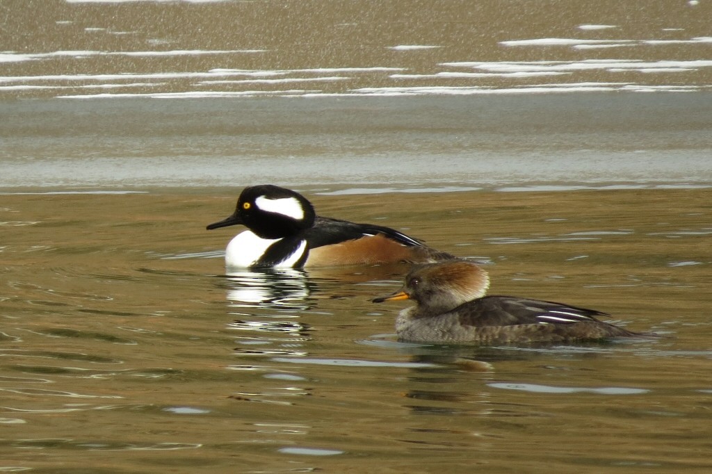 Hooded Merganser - William Hull