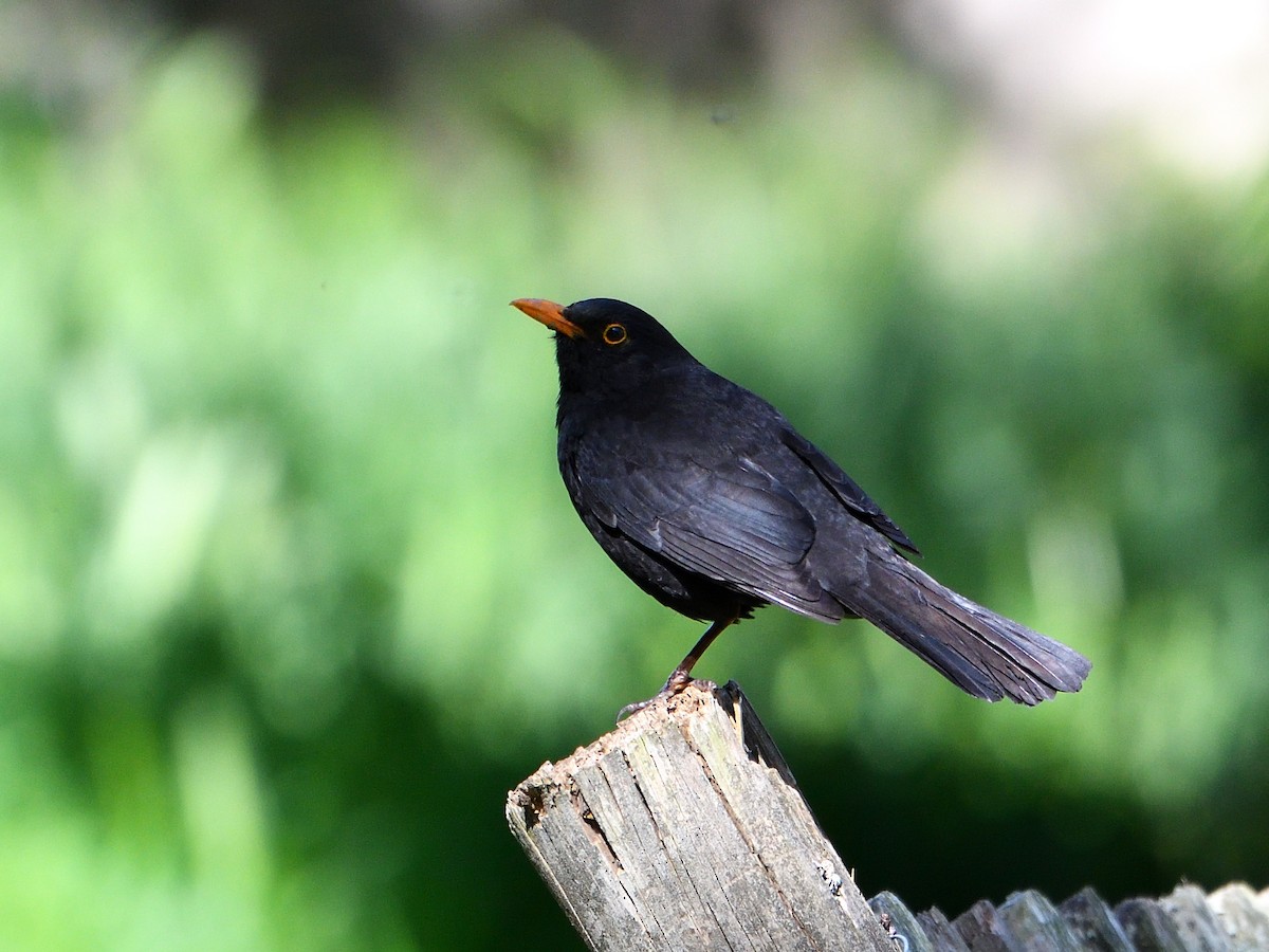 Eurasian Blackbird - ML436982901