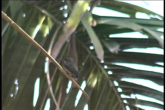kolibřík tropický - ML436983