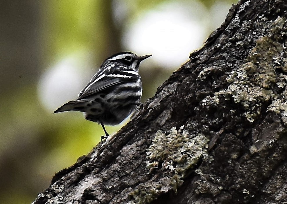 Black-and-white Warbler - ML436984171