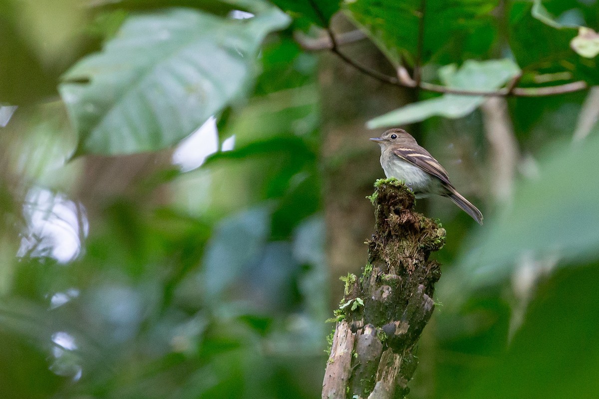 Euler's Flycatcher - ML436984351