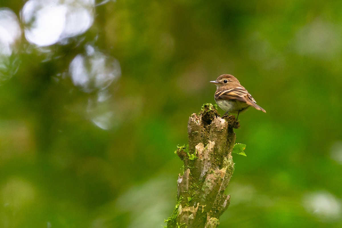 Euler's Flycatcher - ML436984401