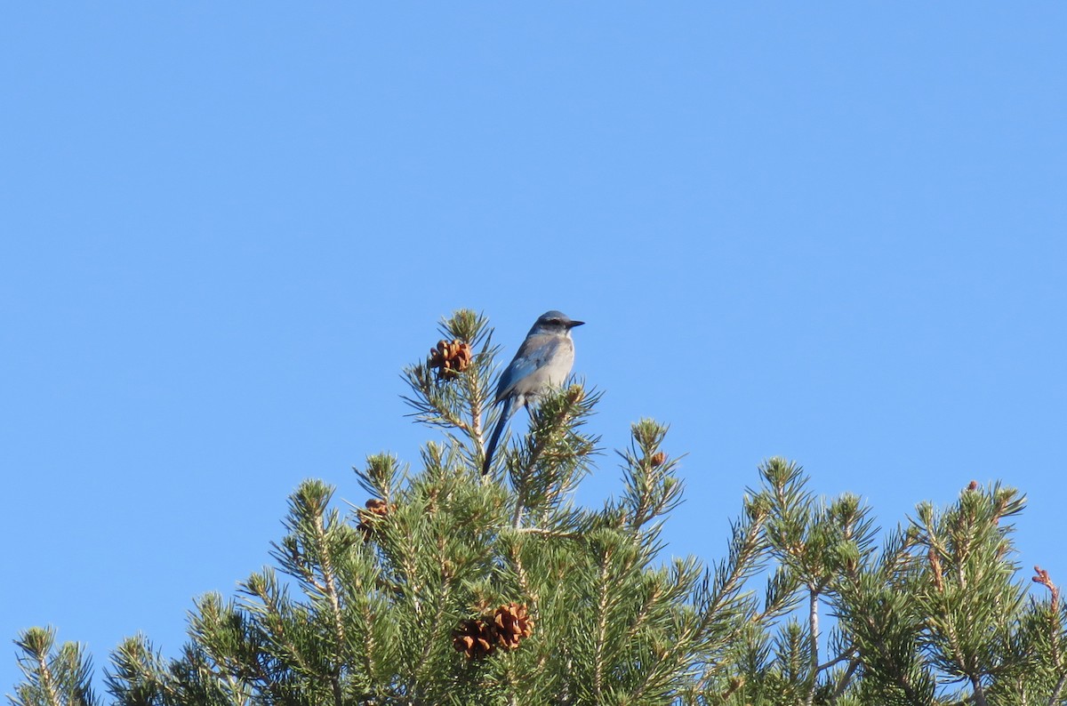 Woodhouse's Scrub-Jay - ML436985111