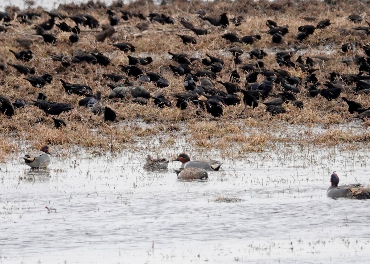 Green-winged Teal - ML436985951