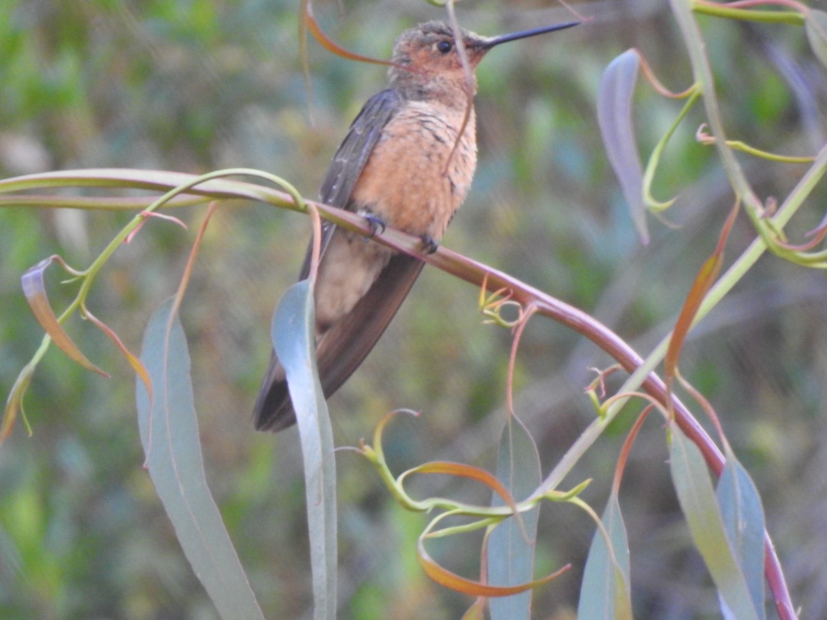 Giant Hummingbird - JOSÉ AUGUSTO Mérida Misericordia