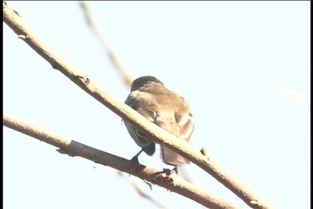 Mouse-colored Thistletail - ML436988