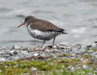 Spotted Sandpiper - ML436988201