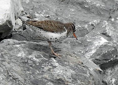 Spotted Sandpiper - Renee Lubert