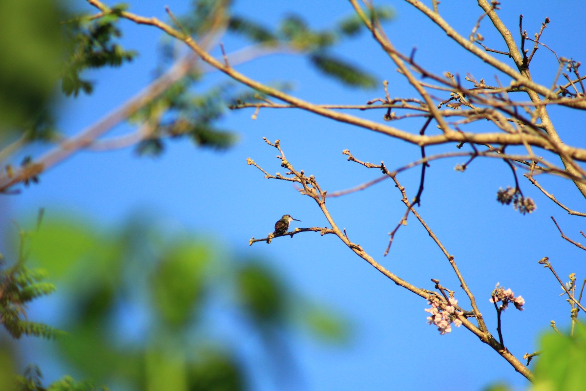 White-bellied Emerald - ML436988301