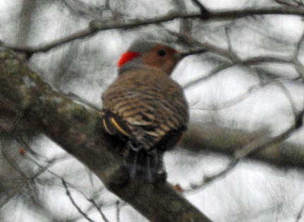 Northern Flicker - ML436988761