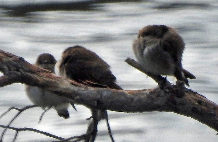 Northern Rough-winged Swallow - ML436988811