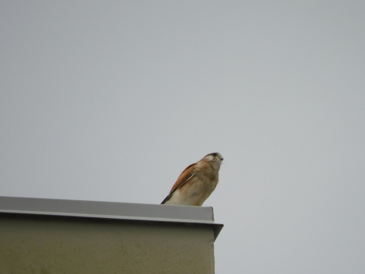 Nankeen Kestrel - ML436988861