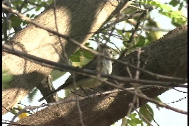 Northern Scrub-Flycatcher - ML436989