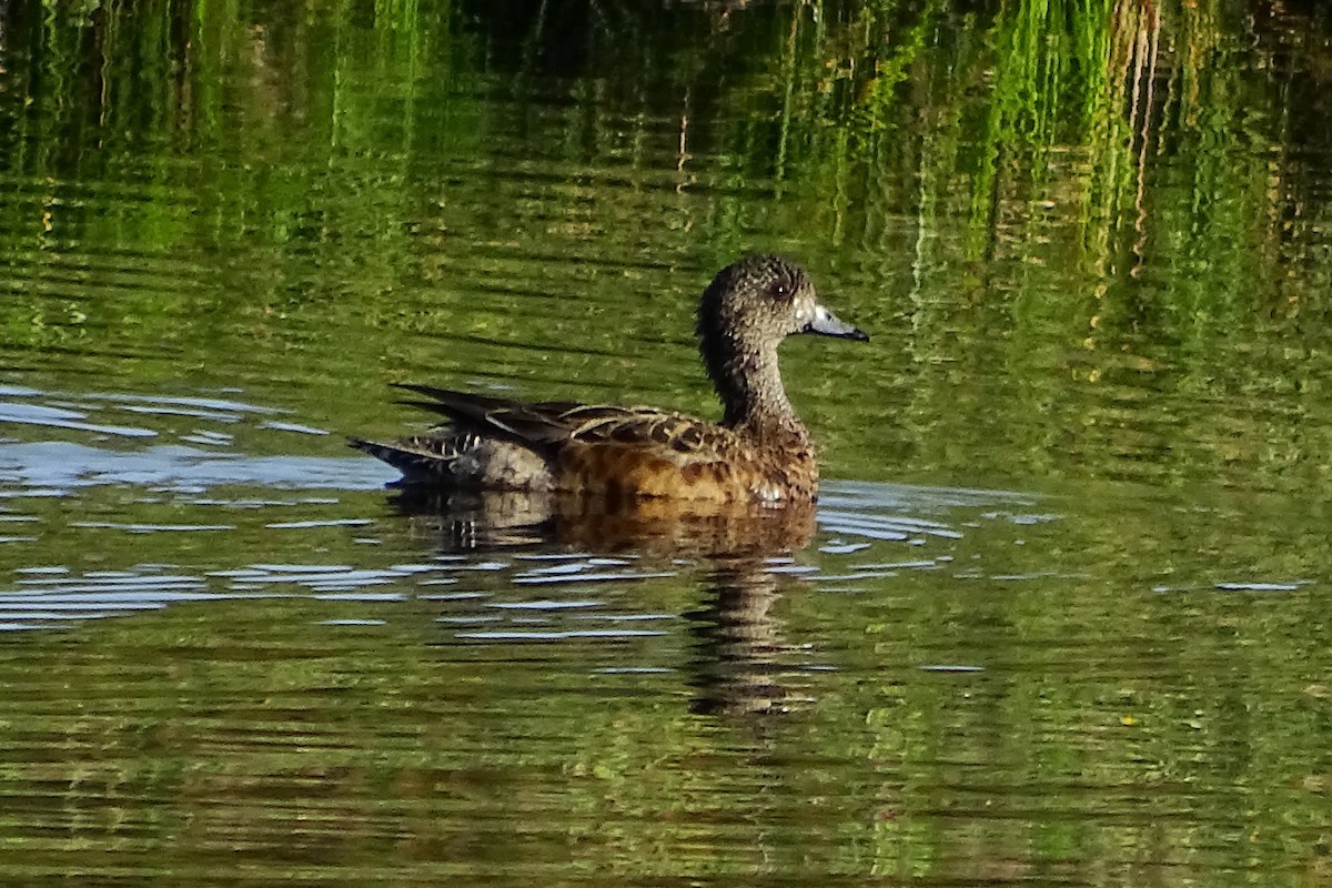 American Wigeon - Diane Rose