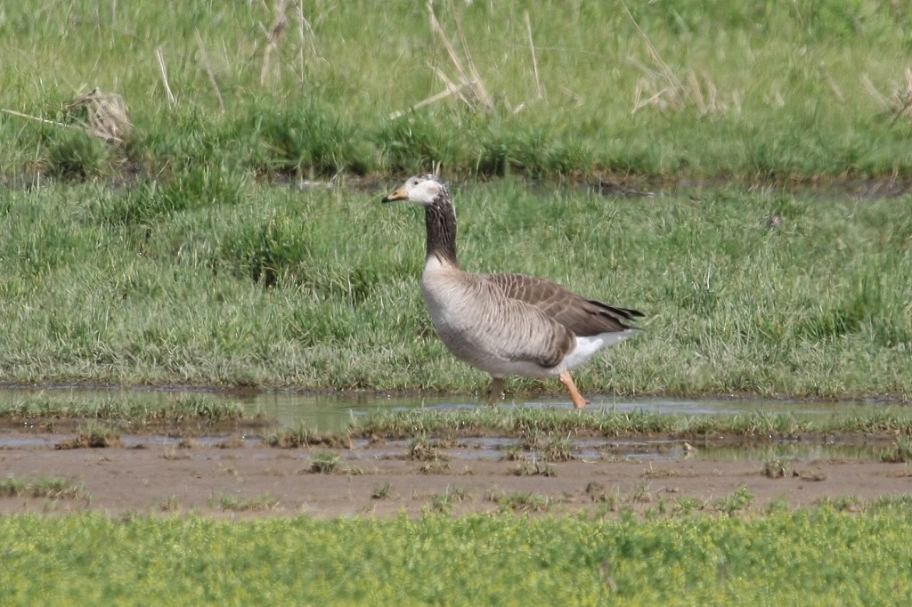 Graylag x Canada Goose (hybrid) - ML43698931