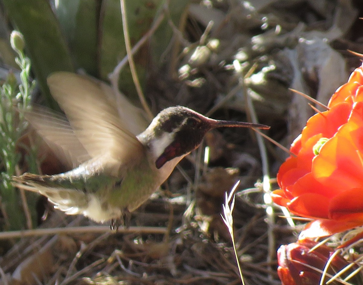 Costa's Hummingbird - ML436989501
