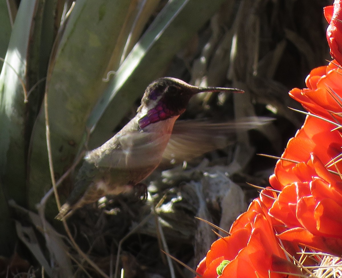 Costa's Hummingbird - ML436989521