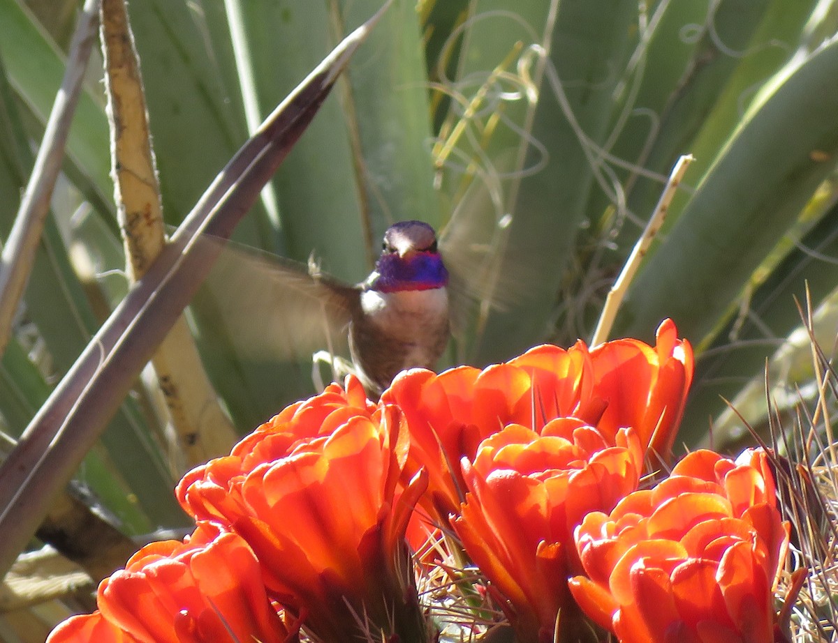 Costa's Hummingbird - ML436989611