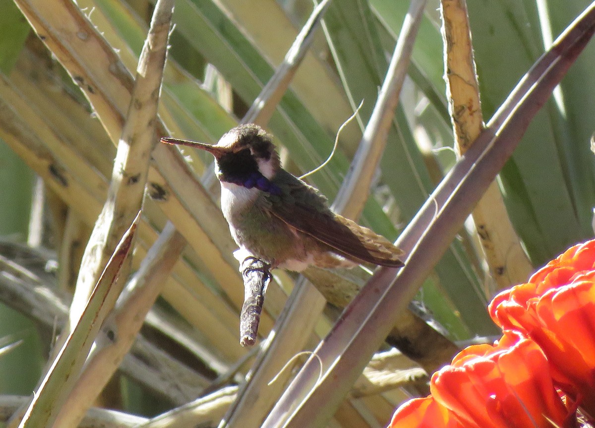 Costa's Hummingbird - ML436989621
