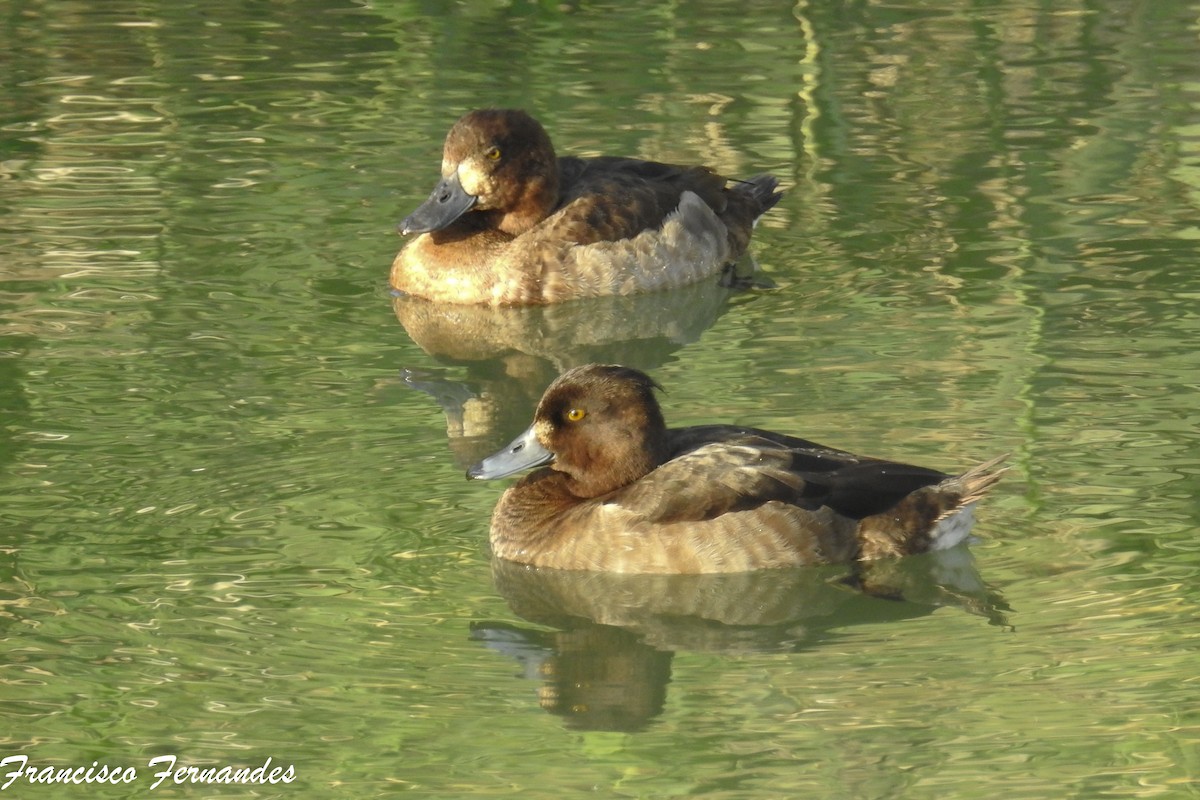 Tufted Duck - Francisco Fernandes