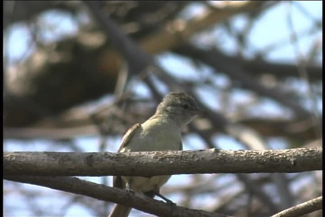 Mouse-colored Tyrannulet (Northern) - ML436991