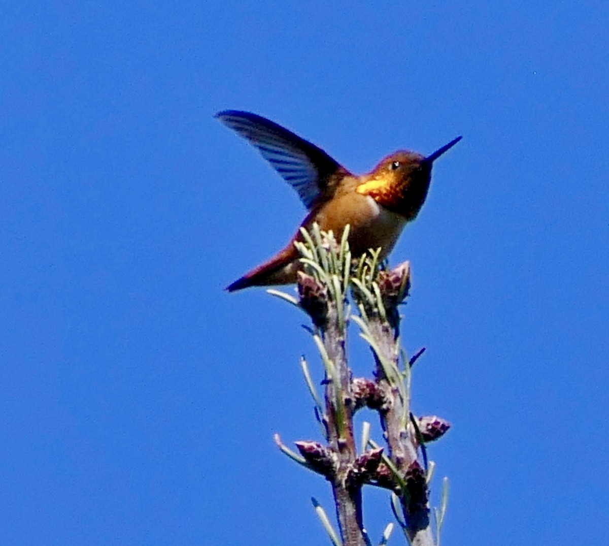 Rufous Hummingbird - ML436993921