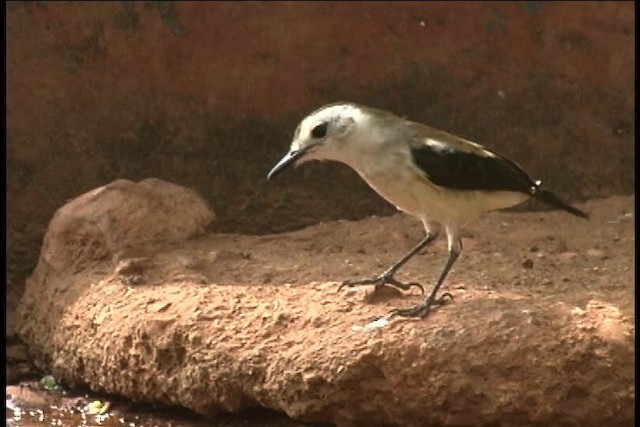 Pied Water-Tyrant - ML436994