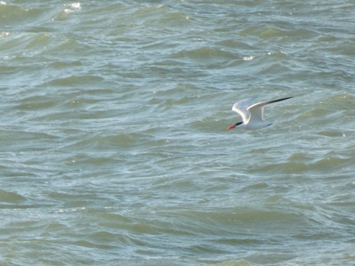 Caspian Tern - Ethan Kang