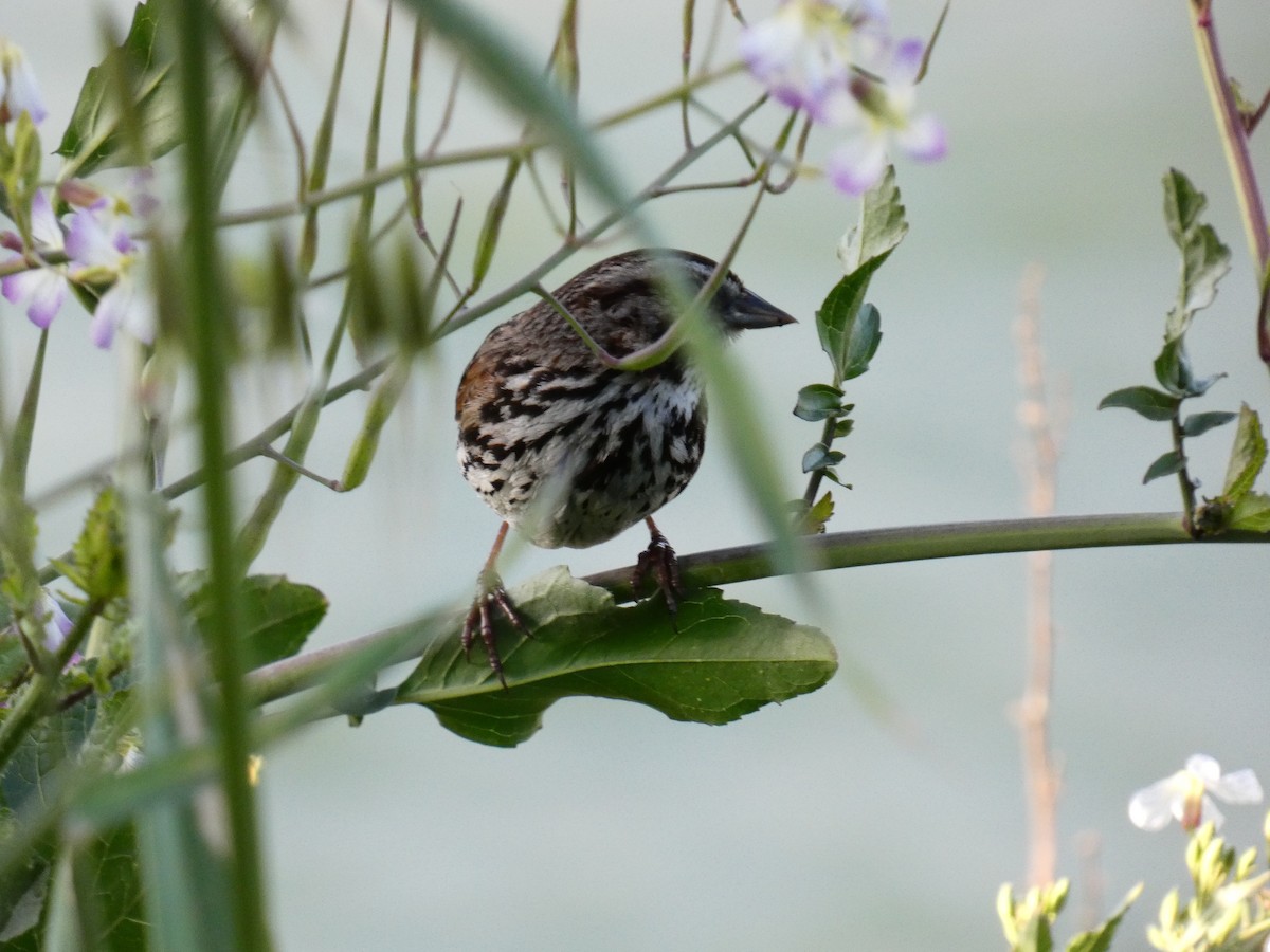 Song Sparrow (heermanni Group) - ML436994481