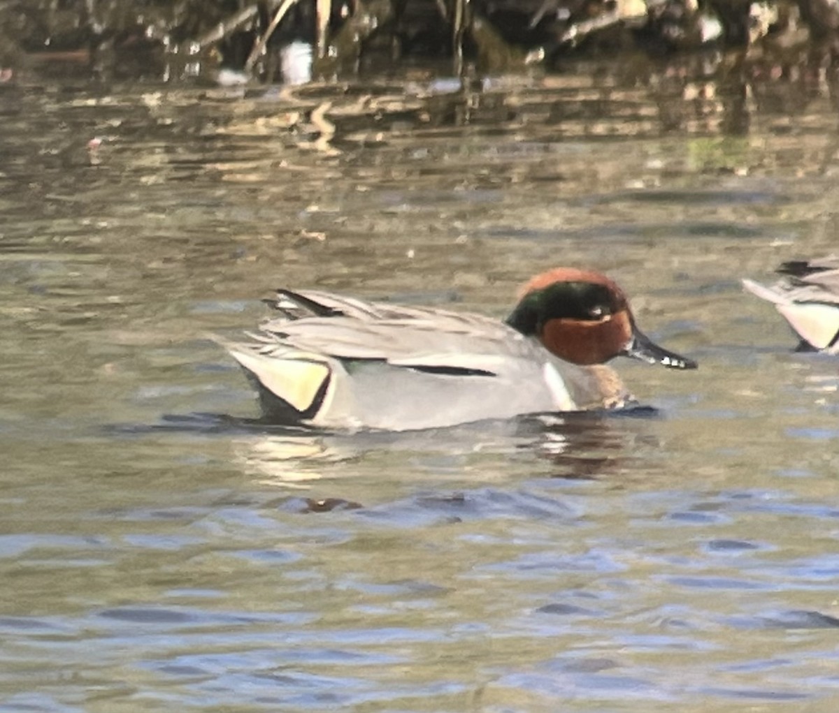 Green-winged Teal (Eurasian x American) - ML436994911