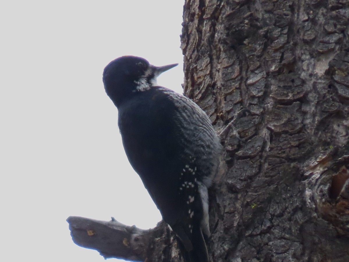 Black-backed Woodpecker - ML436995691