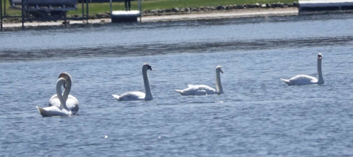 Mute Swan - ML436997181