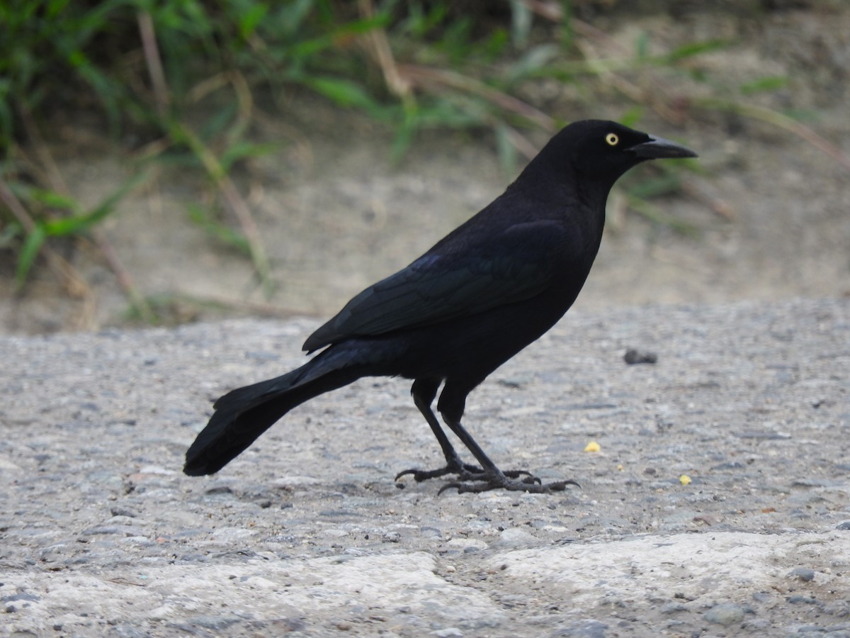 Carib Grackle - ML436997311