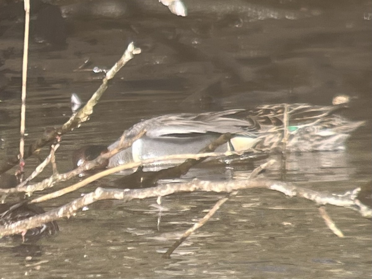 Green-winged Teal (Eurasian x American) - ML436997831