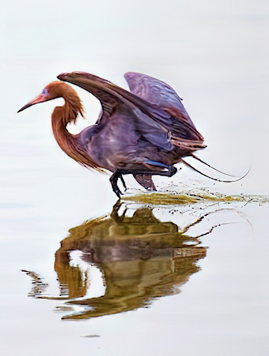 Reddish Egret - ML436998171