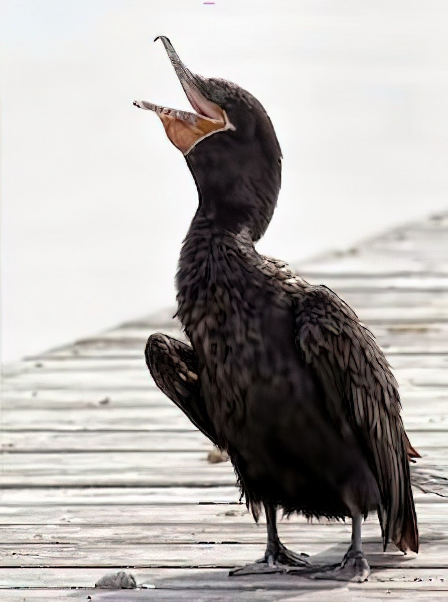 Neotropic Cormorant - ML436998361