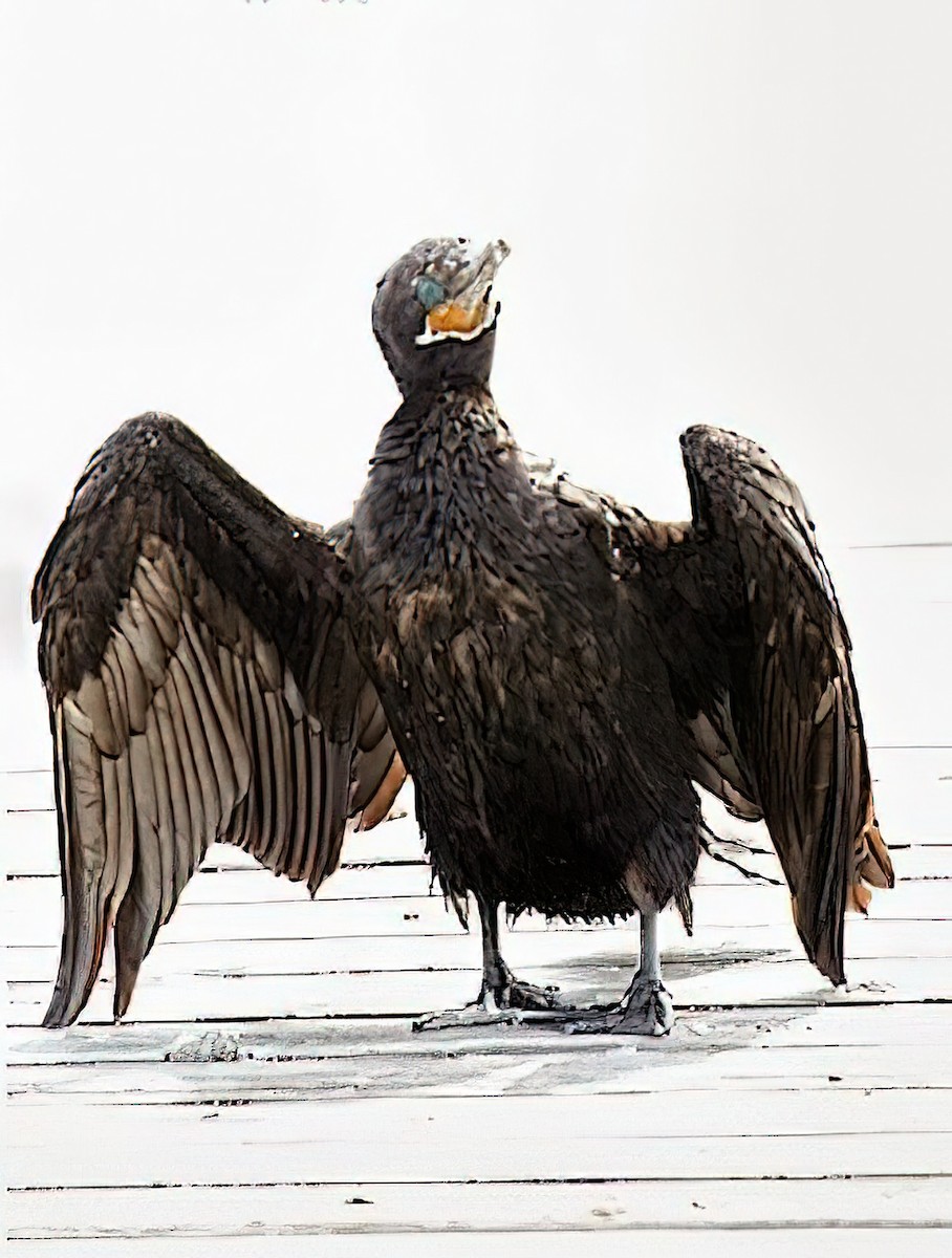 Cormoran vigua - ML436998371