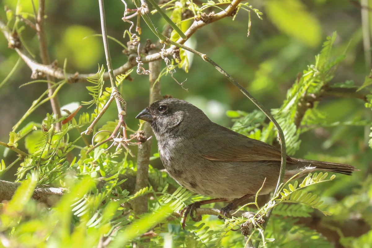 Black-faced Grassquit - ML436999401