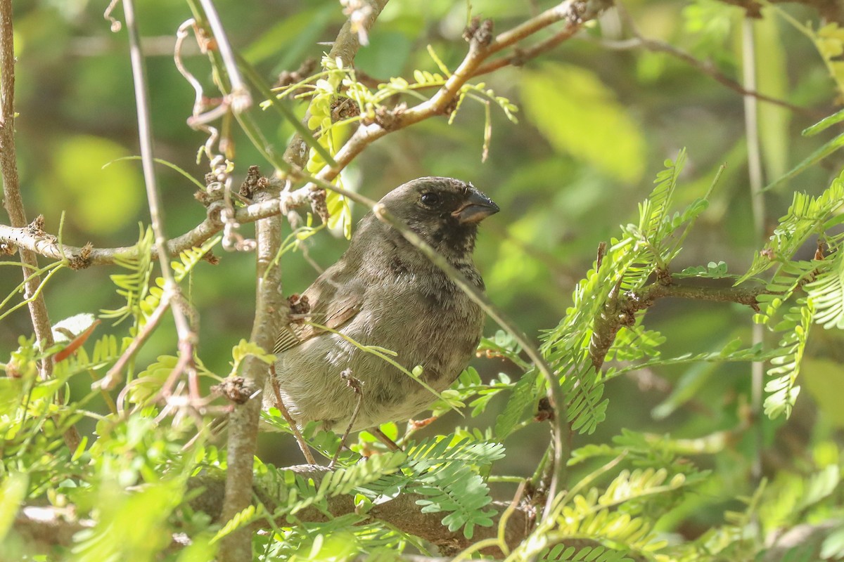 Black-faced Grassquit - ML436999411