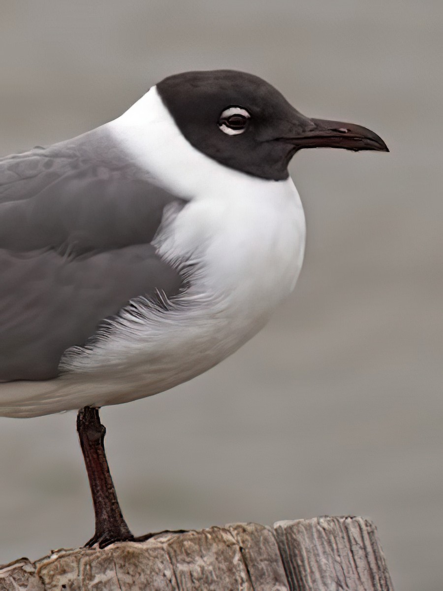 Laughing Gull - ML437001691