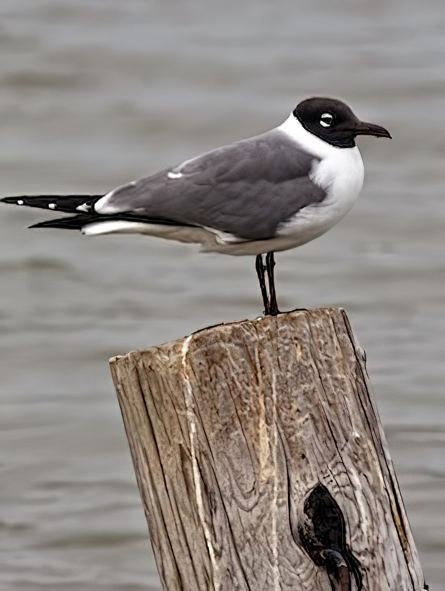 Laughing Gull - ML437001741