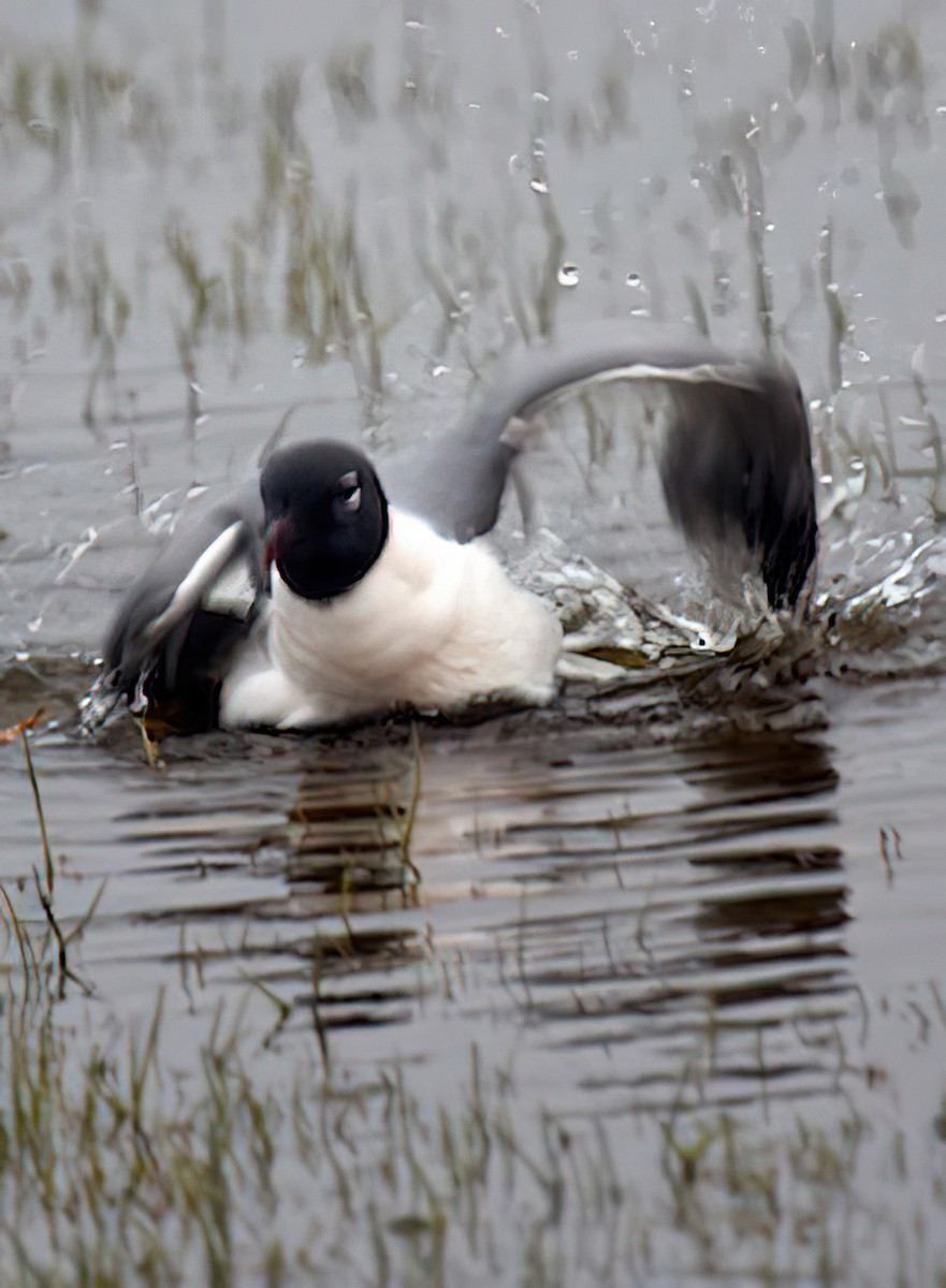 Laughing Gull - ML437001781