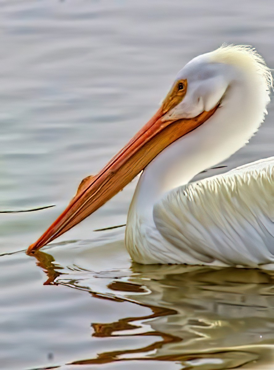 American White Pelican - ML437001861