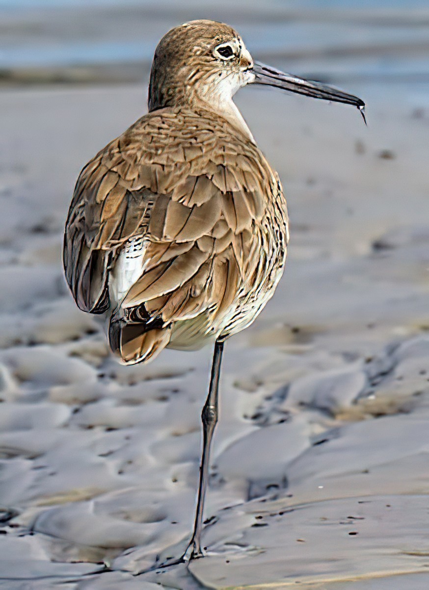 Willet - ML437002011