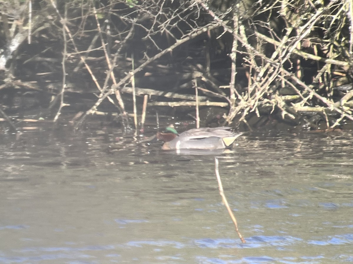 Green-winged Teal (Eurasian x American) - ML437002831